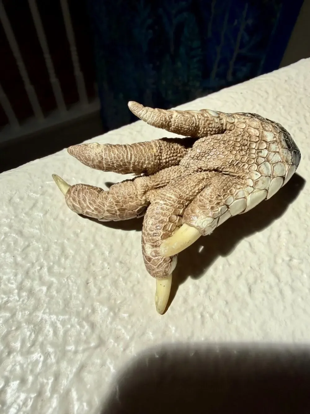 Alligator Foot - 3.5 x 2 in Oddities, Witch, Wiccan, Spells, Taxidermy, Reptile
